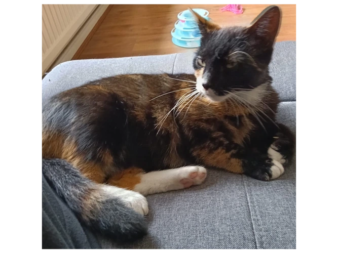 Pretty Poppy