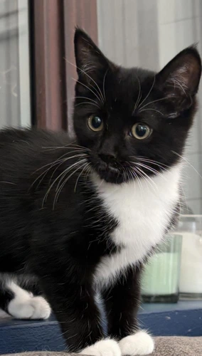 Poppy Fluffy Cat