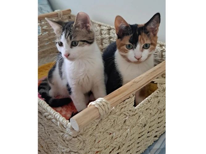 Kittens – Bob the Builder kittens - 🌸 Wendy & Roley