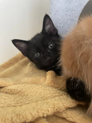 Papaya