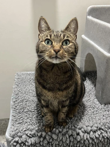 Libby 10 Year Old Female