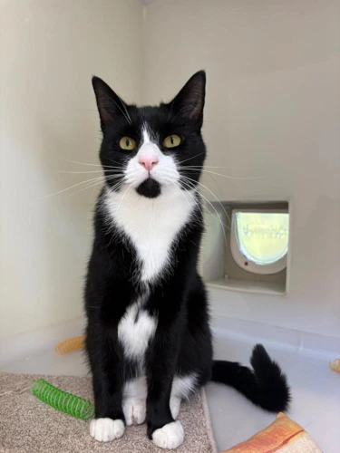 Mittens