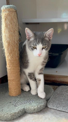 Cosmo Cassie Kitten 2