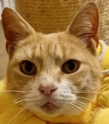 Tigger