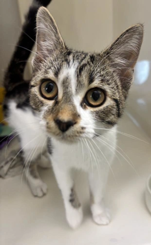 Nova