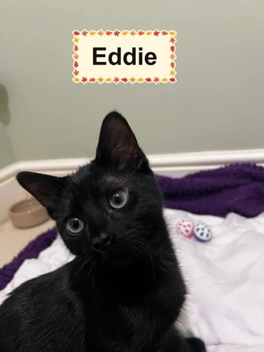 Eddie