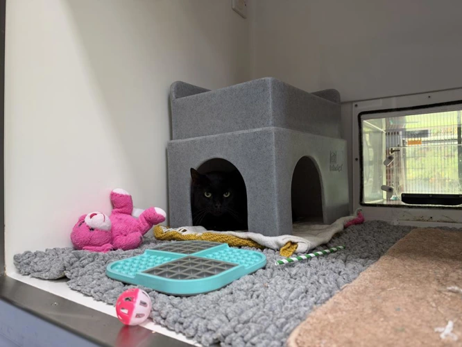 Shazam Outdoor Home Needed