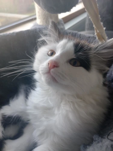 Sylvester