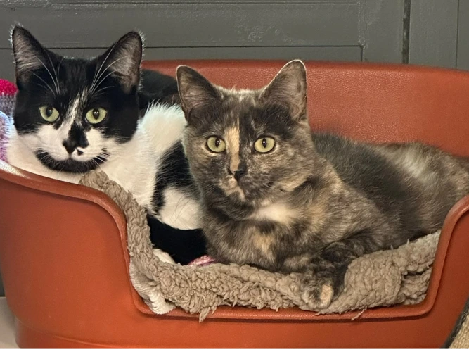 Jinksy & Kitt