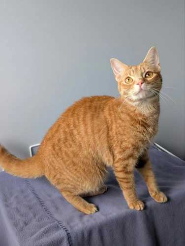 Nala
