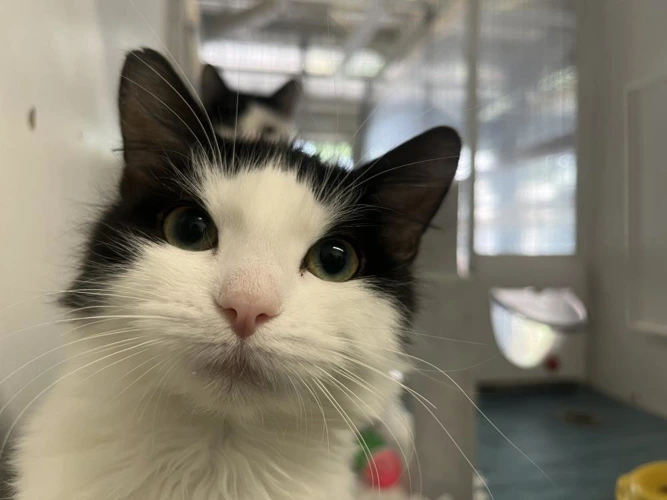 Peanut