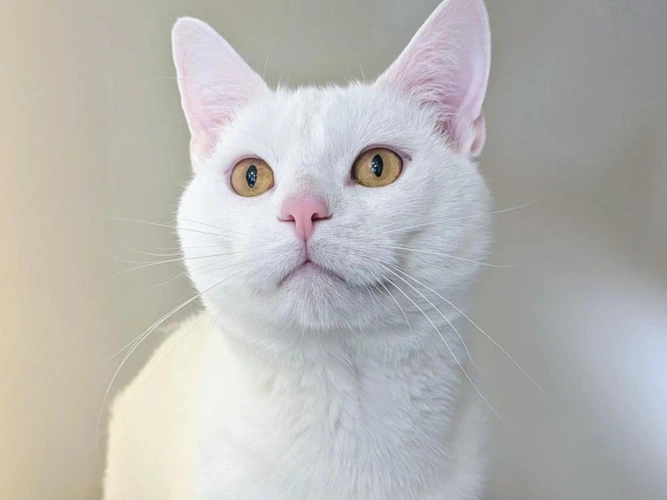 Mr Kitty now Shadowfax