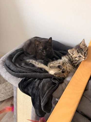 Ollie and Annie