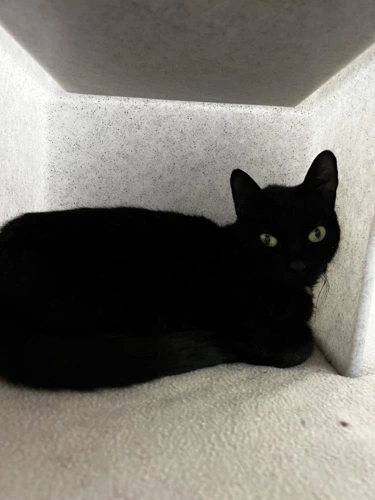 Suki