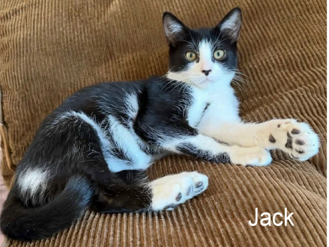 JACK