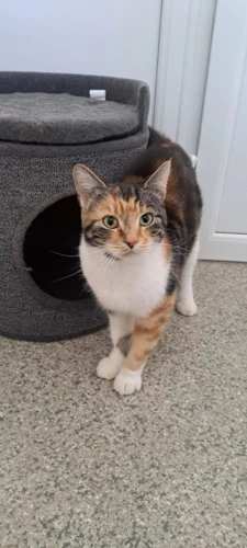 Chloe