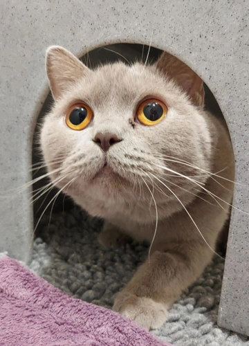 McCoy 2year old male