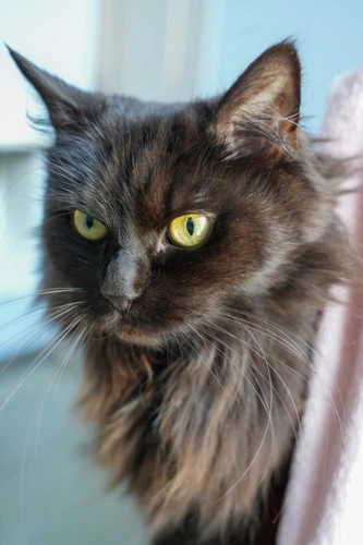 Louisa