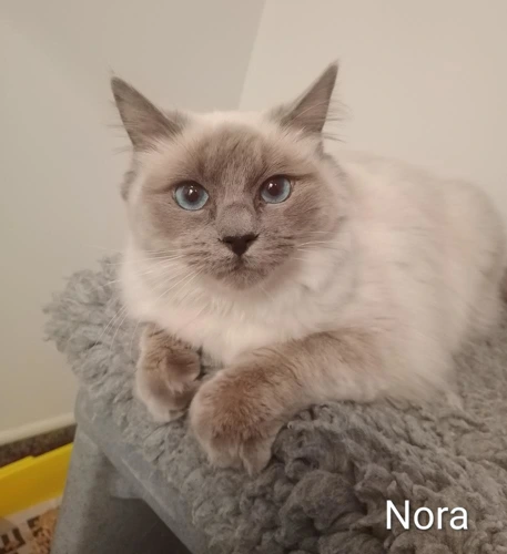 Nora