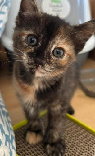 Ruby Kit 3 - Tilly