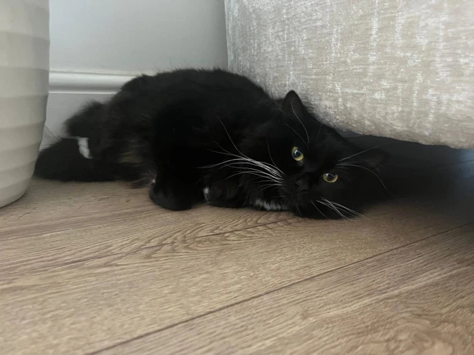 Suki