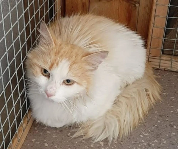 Puss