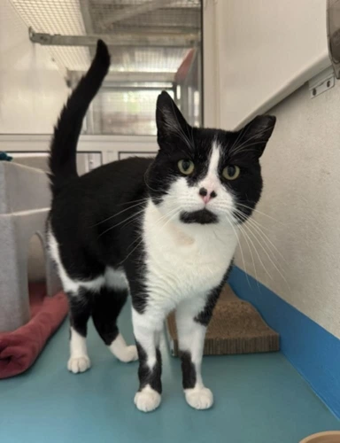 Figaro