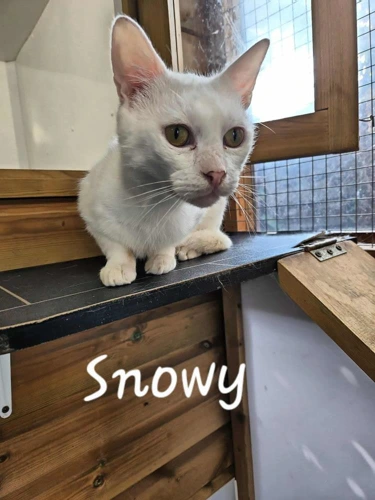 Snowy
