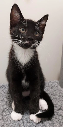 Pedro