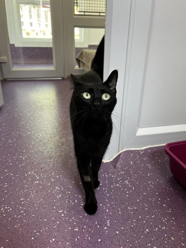 Binx