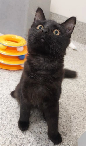 Sharon 8m female