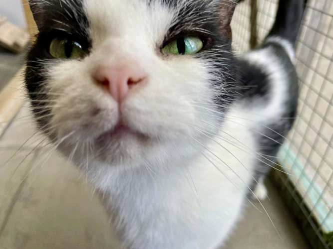 Mittens