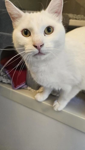 Oscar