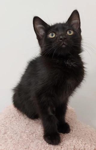 Uhura 11Wk old Female