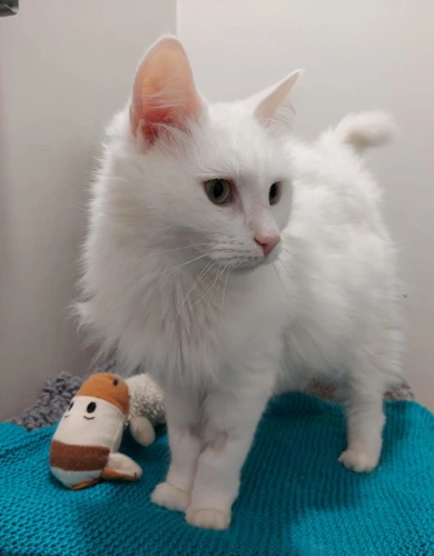 CandyKane 7yrs male