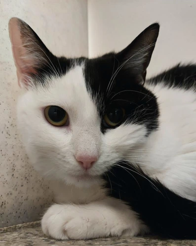 .Mars 1y female