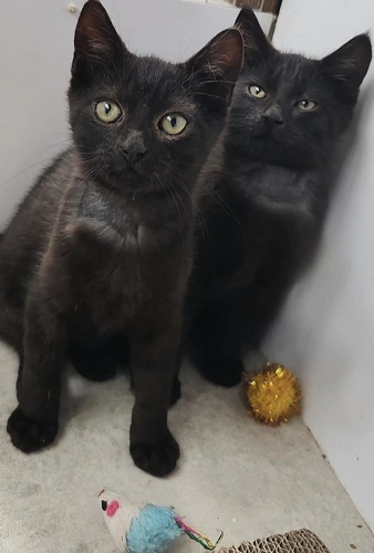 Huckleberry and Finn