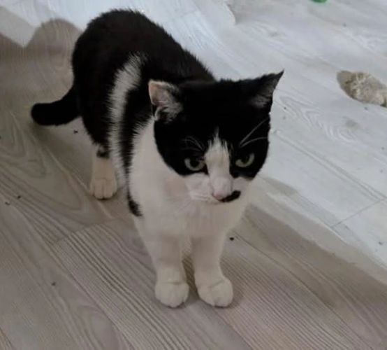 Tilly
