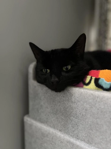Tom