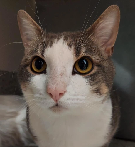 Smokey 3y male