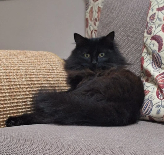 Fuzz