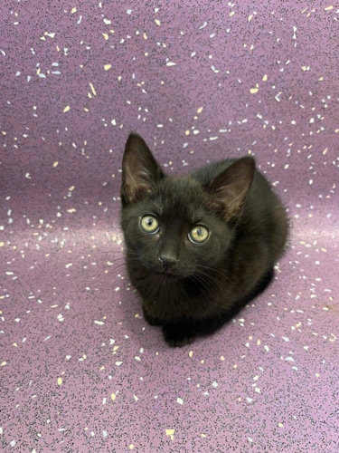 Bellatrix
