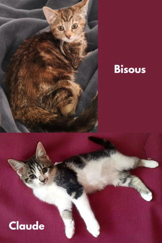 Claude and Bisous