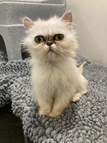 Elsa 10mth female