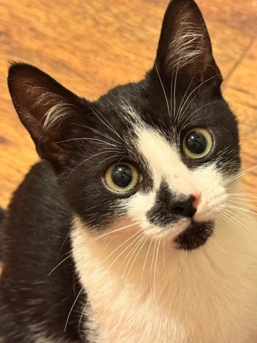 Domino