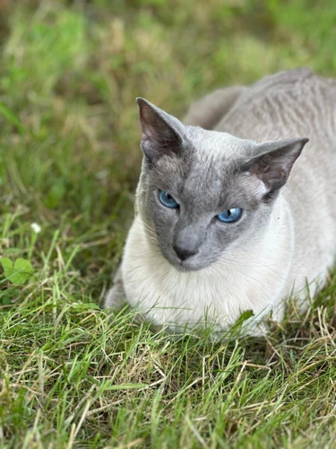 Leonardo Di Catrio