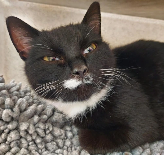 .Skye - 2y old female