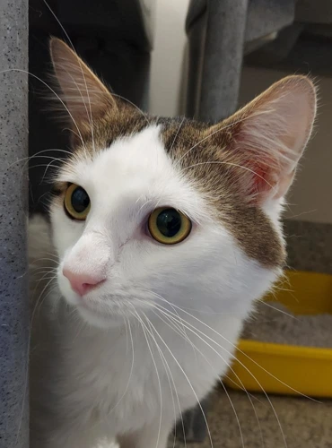 Bandit 3y male