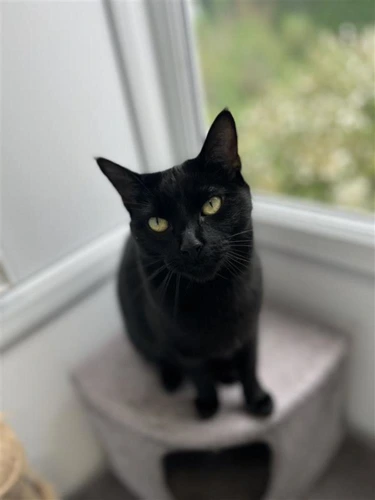 Binx