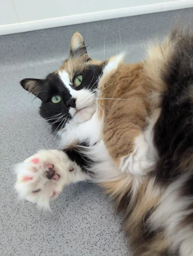 Rosie